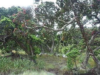 Whangapoua SS Wairarapa grave site
Photographer;&nbsp;Simon
2012-12-30&nbsp;16.53.21;&nbsp;Metadata time: '2012 Dec 30 16:53'
Original size:&nbsp;4,000 x 3,000; 7,031 kB
Filename: 2012-12-30 16.53.21 P1040517 Simon - Whangapoua SS Wairarapa grave site.jpeg