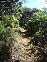 Harataonga Coastal walkway
Photo: Simon
2012-12-31 14.50.15; '2012 Dec 31 14:50'
Original size: 3,000 x 4,000; 5,894 kB
2012-12-31 14.50.15 P1040550 Simon - Harataonga Coastal walkway.jpeg