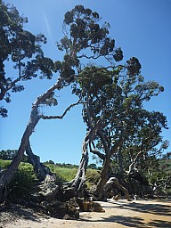 Okuptu Pohutukawa
Photographer;&nbsp;Simon
2013-01-01&nbsp;14.27.14;&nbsp;Metadata time: '2013 Jan 01 14:27'
Original size:&nbsp;3,000 x 4,000; 5,372 kB
Filename: 2013-01-01 14.27.14 P1040583 Simon - Okuptu Pohutukawa.jpeg