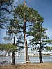 2015-02-07 11.18.09 P1010250 Simon - pine tree being shaped.jpeg: 3000x4000, 5870k (2015 Feb 07 15:18)