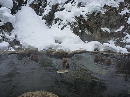 Snow Monkeys in Onsen
Photographer;&nbsp;Simon
2015-02-13&nbsp;10.49.00;&nbsp;Metadata time: '2015 Feb 13 10:49'
Original size:&nbsp;4,000 x 3,000; 5,340 kB
Filename: 2015-02-13 10.49.00 P1010491 Simon - Snow Monkeys in Onsen.jpeg