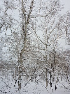 In the An'nupuri trees
Photographer;&nbsp;Simon
2016-02-25&nbsp;11.15.56;&nbsp;Metadata time: '2016 Feb 25 11:15'
Original size:&nbsp;3,456 x 4,608; 5,101 kB
Filename: 2016-02-25 11.15.56 P1000466 Simon - in the An'nupuri trees P3.jpeg