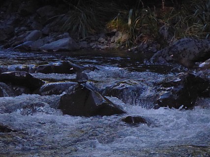 Whio
Photographer;&nbsp;Simon
2016-10-29&nbsp;08.52.43;&nbsp;Metadata time: '2016 Oct 29 08:52'
Original size:&nbsp;2,745 x 2,059; 2,099 kB;&nbsp;cr
Filename: 2016-10-29 08.52.43 P1010035 Simon - Whio_cr.jpg