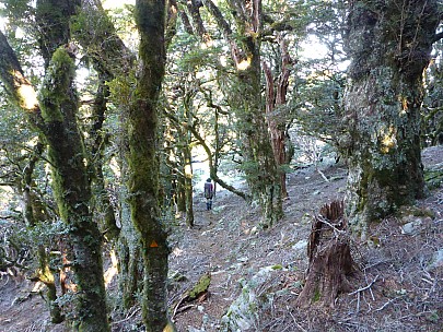 Brian arriving at Mt Sunday Biv
Photo: Simon
2017-12-02 17.26.38; '2017 Dec 02 17:26'
Original size: 4,608 x 3,456; 6,470 kB
2017-12-02 17.26.38 P1010781 Simon - Brian arriving at Mt Sunday Biv.jpeg