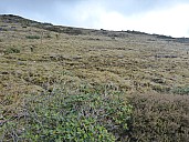 Southern Dotterel track above the scrub line
Photo: Simon
2019-11-12 11.34.55; '2019 Nov 12 11:34'
Original size: 4,608 x 3,456; 5,969 kB
2019-11-12 11.34.55 P1020969 Simon - Southern Dotterel track above the scrub line.jpeg Southern Dotterel track above the scrub line
Photo: Simon
2019-11-12 11.34.55; '2019 Nov 12 11:34'
Original size: 4,608 x 3,456; 5,969 kB
2019-11-12 11.34.55 P1020969 Simon - Southern Dotterel track above the scrub line.jpeg