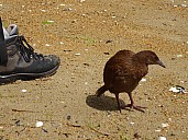 Weka
Photographer;&nbsp;Brian
2019-11-16&nbsp;12.13.50;&nbsp;Metadata time: '2019 Nov 16 12:13'
Original size:&nbsp;4,000 x 3,000; 4,483 kB
Filename: 2019-11-16 12.13.50 P1020084 Brian - Weka.jpeg