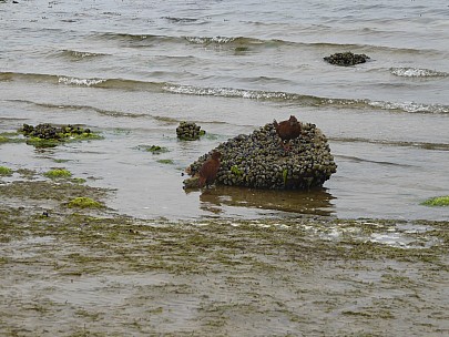 West End Beach weka
Photographer;&nbsp;Brian
2019-11-16&nbsp;11.27.17;&nbsp;Metadata time: '2019 Nov 16 11:27'
Original size:&nbsp;4,000 x 3,000; 4,634 kB
Filename: 2019-11-16 11.27.17 P1020081 Brian - West End Beach weka.jpeg