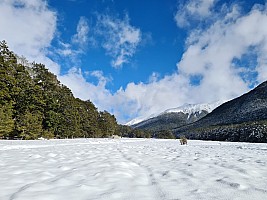 Tramp Hurunui River from Hurunui #3 Hut to Camerons Hut and beyond return