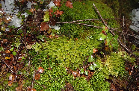 Moss
Photographer;&nbsp;Alan
2022-08-02&nbsp;15.12.30;&nbsp;Metadata time: '2022 Aug 02 15:12'
Original size:&nbsp;3,648 x 2,392; 2,888 kB;&nbsp;cr
Filename: 2022-08-02 15.12.30 DSC02889 Alan - Moss_cr.jpg