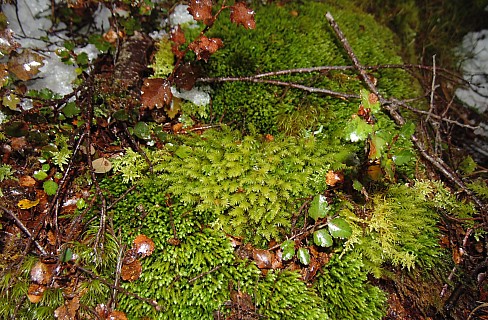Moss
Photographer;&nbsp;Alan
2022-08-02&nbsp;15.12.30;&nbsp;Metadata time: '2022 Aug 02 15:12'
Original size:&nbsp;3,648 x 2,392; 2,888 kB;&nbsp;cr
Filename: 2022-08-02 15.12.30 DSC02889 Alan - Moss_cr.jpg