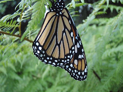 Siân
2011-02-24&nbsp;19.44.36;&nbsp;Metadata time: '2011 Feb 24 19:44'
Original size:&nbsp;3,072 x 2,304; 2,910 kB
Filename: 2011-02-24 19.44.36 P2240001 Siân.jpeg