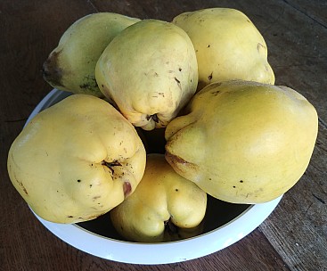 Quince 3.jpg: 3579x2968, 4290k (2019 Jun 02 22:42)