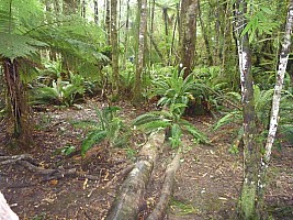 2011-01-29 11.14.17 P1020136 Simon Cleared campsite.jpeg: 4000x3000, 6016k (2011 Jan 29 11:14)