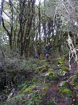 Track into Tutaekuri
Photographer;&nbsp;Philip
2013-04-22&nbsp;12.34.12;&nbsp;Metadata time: '2013 Apr 22 12:34'
Original size:&nbsp;3,240 x 4,320; 4,906 kB
Filename: 2013-04-22 12.34.12 P1020068 Philip - Track into Tutaekuri.jpeg