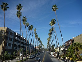Mexican fan palms, 4th and Washington
Photographer;&nbsp;Simon
2014-01-20&nbsp;09.36.46;&nbsp;Metadata time: '2014 Jan 20 09:36'
Original size:&nbsp;4,000 x 3,000; 6,072 kB
Filename: 2014-01-20 09.36.46 P1000091 Simon - Mexican fan palms, 4th and Washington.jpeg