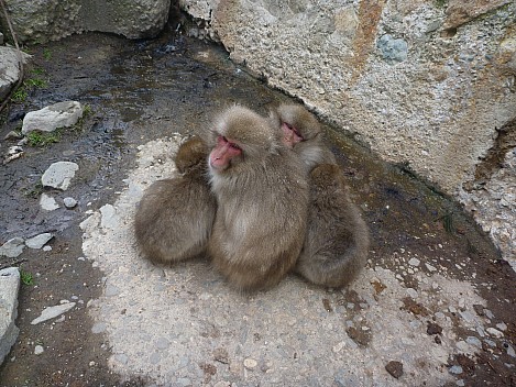 Snow Monkeys huddling
Photographer;&nbsp;Simon
2015-02-13&nbsp;11.03.12;&nbsp;Metadata time: '2015 Feb 13 11:03'
Original size:&nbsp;4,000 x 3,000; 6,927 kB
Filename: 2015-02-13 11.03.12 P1010505 Simon - Snow Monkeys huddling.jpeg