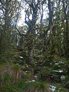 Raingauge Spur track
Photographer;&nbsp;Simon
2015-05-30&nbsp;10.36.46;&nbsp;Metadata time: '2015 May 30 10:36'
Original size:&nbsp;3,000 x 4,000; 6,886 kB;&nbsp;adj
Filename: 2015-05-30 10.36.46 P1010931 Simon - Raingauge Spur track_adj.jpeg