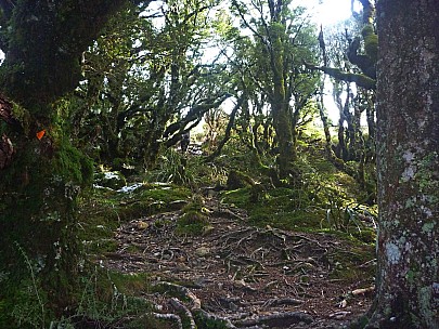 Raingauge Spur bushline
Photographer;&nbsp;Simon
2015-05-30&nbsp;10.43.09;&nbsp;Metadata time: '2015 May 30 10:43'
Original size:&nbsp;4,000 x 3,000; 6,515 kB;&nbsp;adj
Filename: 2015-05-30 10.43.09 P1010932 Simon - Raingauge Spur bushline_adj.jpeg