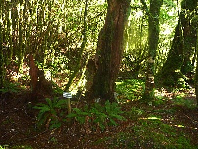 2015-05-31 10.16.09 P1010949 Simon - Spooners Hut site_adj.jpeg: 4000x3000, 5282k (2015 Jun 14 17:10)