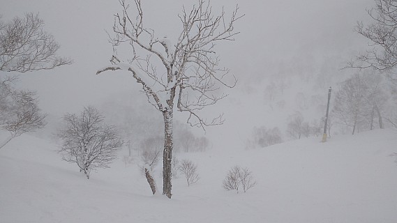 Trees in Joppin course area
Photographer;&nbsp;Simon
2016-02-24&nbsp;12.21.09;&nbsp;Metadata time: '2016 Feb 24 12:21'
Original size:&nbsp;4,160 x 2,340; 2,137 kB
Filename: 2016-02-24 12.21.09 IMG_20160224_122110046 Simon - trees in Joppin course area.jpeg