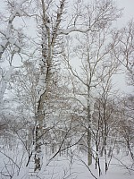 Skiing Niseko