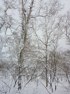 2016-02-25 11.15.56 P1000466 Simon - in the An'nupuri trees P3.jpeg: 3456x4608, 5101k (2016 Feb 25 11:15)