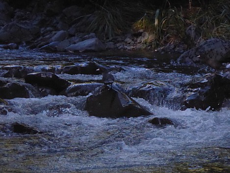 Whio
Photographer;&nbsp;Simon
2016-10-29&nbsp;08.52.43;&nbsp;Metadata time: '2016 Oct 29 08:52'
Original size:&nbsp;2,745 x 2,059; 2,099 kB;&nbsp;cr
Filename: 2016-10-29 08.52.43 P1010035 Simon - Whio_cr.jpg