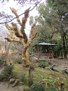 2017-01-22 10.56.48 IMG_9202 Anne - Shukkei-en straw covered trees.jpeg: 3456x4608, 7624k (2017 Jan 26 18:37)