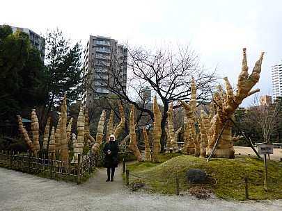 2017-01-22 10.58.15 P1010664 Simon - Anne and straw covered trees.jpeg: 4608x3456, 6383k (2017 Jan 29 10:22)