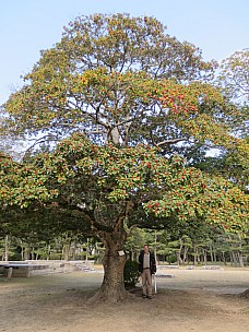 2017-01-22 12.10.10 IMG_9247 Anne - Simon under Kurogane Holly.jpeg: 3456x4608, 7889k (2017 Jan 26 18:37)