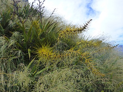 Large Speargrass
Photographer;&nbsp;Simon
2019-01-16&nbsp;09.54.40;&nbsp;Metadata time: '2019 Jan 16 09:54'
Original size:&nbsp;4,608 x 3,456; 6,761 kB
Filename: 2019-01-16 09.54.40 P1020498 Simon - large Speargrass.jpeg