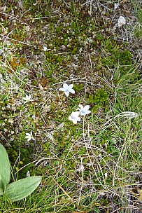 2019-01-17 12.30.36 P1050719 Philip - gentians.jpeg: 2880x4320, 4191k (2019 Jun 24 21:12)