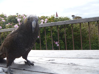 Kaka on balcony
Photographer;&nbsp;Jim
2019-11-15&nbsp;09.36.07;&nbsp;Metadata time: '2019 Nov 15 09:36'
Original size:&nbsp;4,320 x 3,240; 4,604 kB
Filename: 2019-11-15 09.36.07 P1000784 Jim - Kaka on balcony.jpeg