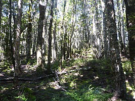 Casey Saddle, Poulter Hut