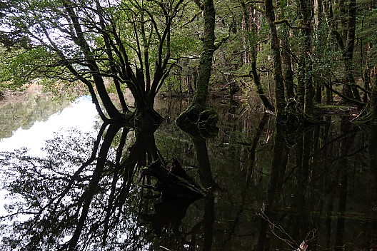 Three Mile Stream Hut to Hurunui Hut