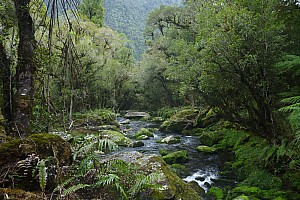 Moeraki River, Middle Head Hut to Blue River Hut