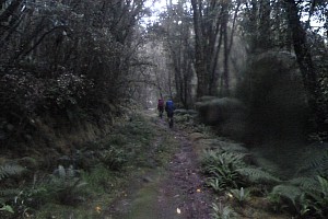 Blue River Hut to Māori Saddle Hut on the Haast Paringa Cattle track