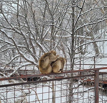 Snow Monkeys one the track to the Higashitake Gondola str cr
Photographer;&nbsp;Adrian
2024-03-07&nbsp;10.31.23;&nbsp;Metadata time: '2024 Mar 07 14:31'
Original size:&nbsp;2,778 x 2,676; 3,767 kB;&nbsp;{i:2;}
Filename: 2024-03-07 10.31.23 S20+ Adrian - Snow Monkeys one the track to the Higashitake Gondola_str_cr.jpg