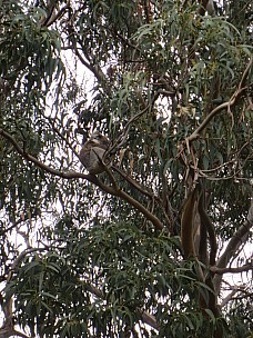 2014-07-10 13.51.38 IMG_2743 Anne - Koala at Sanctuary.jpeg: 3456x4608, 7797k (2014 Aug 09 16:42)