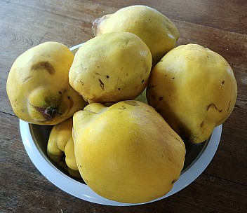 Quince 1.jpg: 3504x3022, 4407k (2019 Jun 02 22:42)