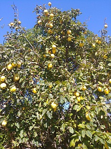 Quince tree 2.jpg: 3120x4160, 7897k (2020 Apr 12 16:43)