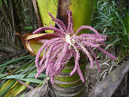 Nikau flower
Photographer;&nbsp;Simon
2011-01-23&nbsp;12.20.42;&nbsp;Metadata time: '2011 Jan 23 12:20'
Original size:&nbsp;4,000 x 3,000; 6,758 kB
Filename: 2011-01-23 12.20.42 P1010969 Simon Nikau flower.jpeg