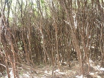 Manuka by track
Photo: Simon
2012-12-31 17.35.53; '2012 Dec 31 17:35'
Original size: 4,000 x 3,000; 7,261 kB
2012-12-31 17.35.53 P1040562 Simon - Manuka by track.jpeg