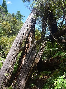 2012-12-29 13.07.15 P1040494 Simon - Top Kauri dam.jpeg: 3000x4000, 5629k (2012 Dec 29 13:07)