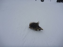 2014-01-27 14.24.10 P1000200 Simon - Porcupine in Game Creek.jpeg: 4000x3000, 3745k (2014 Jan 28 10:24)