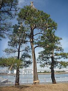 2015-02-07 11.18.09 P1010250 Simon - pine tree being shaped.jpeg: 3000x4000, 5870k (2015 Feb 07 15:18)