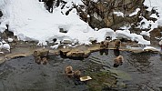 2015-02-13 10.50.14 Jim - Jigoku Valley Snow Monkeys - in onsen.jpeg: 5312x2988, 4924k (2015 Jun 07 14:11)