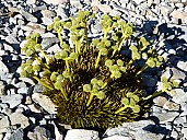 Speargrass
Photographer;&nbsp;Brian
2016-01-05&nbsp;08.27.41;&nbsp;Metadata time: '2016 Jan 05 08:27'
Original size:&nbsp;4,000 x 3,000; 4,907 kB
Filename: 2016-01-05 08.27.41 P1000119 Brian - speargrass.jpeg