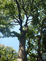 Tōkyō