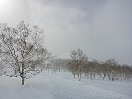 Skiing Niseko